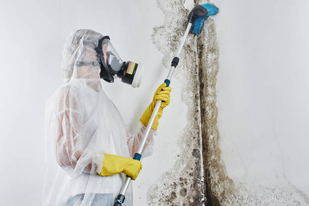 Best Insurance-Related Mold Remediation in Morton, MS