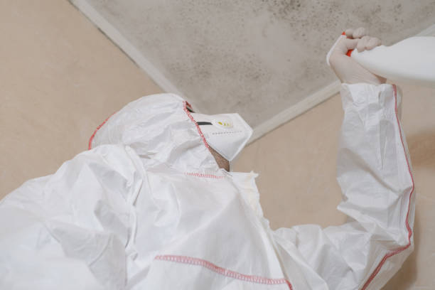 Best Health and Safety Mold Remediation in Morton, MS