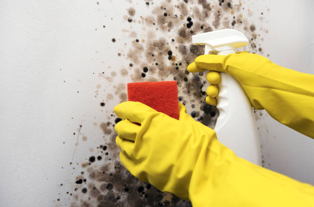 Best Preventive Mold Services in Morton, MS
