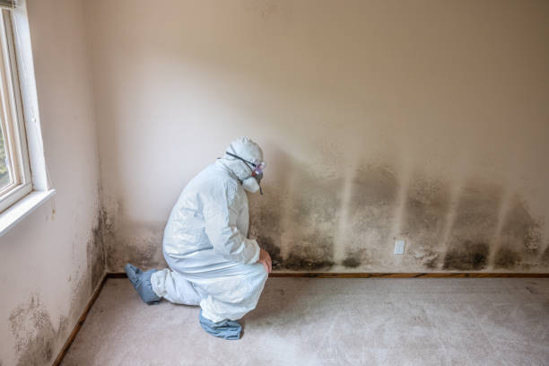 Best Emergency Mold Remediation in Morton, MS
